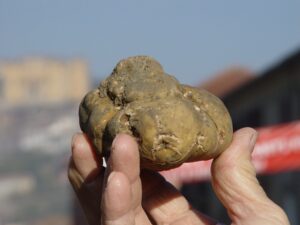 Fiera del Tartufo