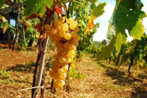 img_1729_canelli_asti_secco